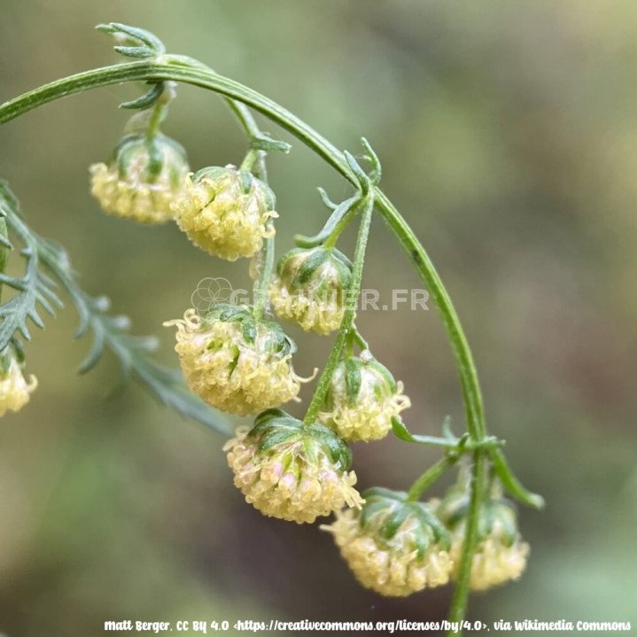 Armoise Annuelle, Sweet Wormwood, Artemisia Annua image